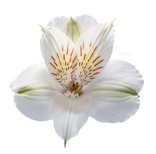 Alstroemeria biała Perfection 85cm - Kolumbia 26DM