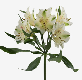 Alstroemeria biała Perfection 85cm - Kolumbia 26DM
