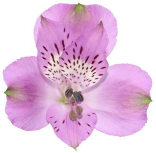Alstroemeria lawendowa Perfection 85cm - Kolumbia 26DM