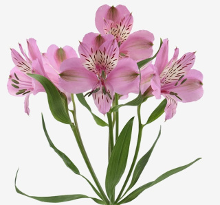 Alstroemeria lawendowa Perfection 85cm - Kolumbia 26DM