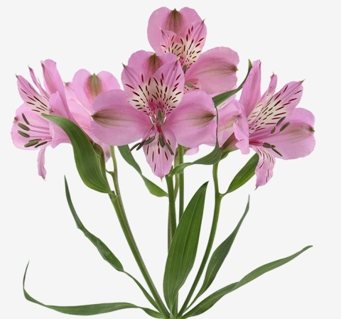 Alstroemeria lawendowa Perfection 85cm - Kolumbia Alstroemeria lawendowa Perfection 85cm - Kolumbia