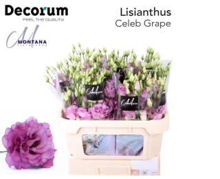 EUS G Celeb Grape 70cm - D