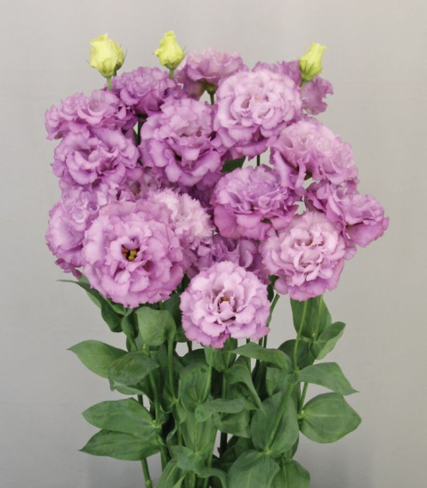 EUS G Celeb Grape 70cm - PROMO