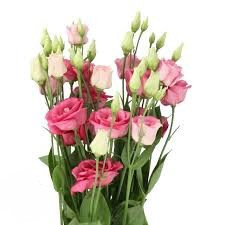EUS G ROSITA PINK 72cm - PROMO