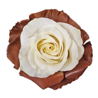Ecuador - R GR Coffee & Milk TINTED 60cm