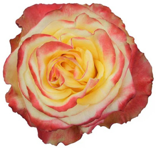 Ecuador - R High & Yellow Flame 50cm