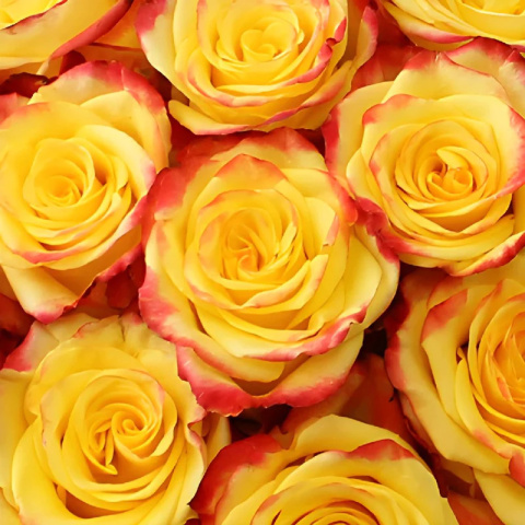 Ecuador - R High &amp; Yellow Flame 40cm