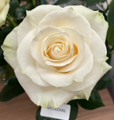 Ecuador - R MONDIAL 50cm - Q