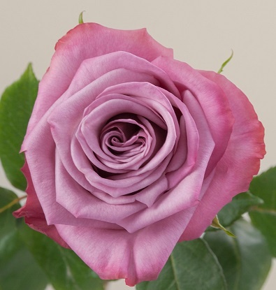 Ecuador - R MOODY BLUES 40cm