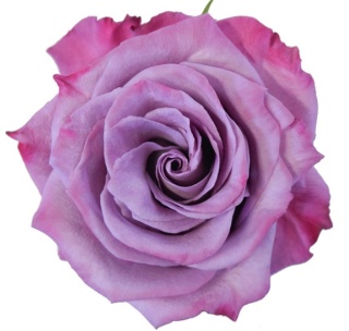 Ecuador - R MOODY BLUES 50cm