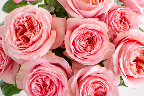 Ecuador - R Garden PINK X-PRESSION 40cm