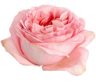 Ecuador - R Garden PINK X-PRESSION 40cm