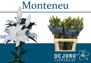 LI OR MONTENEU 5+ 95cm - D