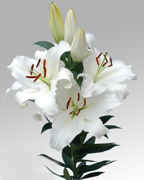 LI OR MONTENEU 5+ 95cm - D