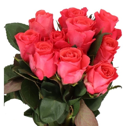 R GR PINK TACAZZI+ 40cm - D