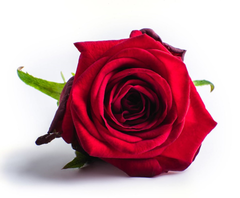 R GR RED NAOMI! 55cm - D