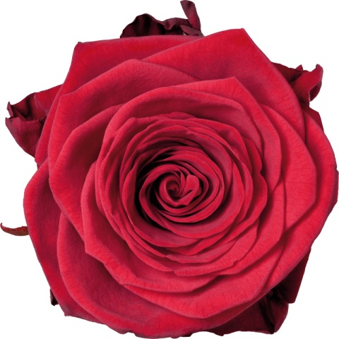 R GR RED NAOMI! 55cm - D