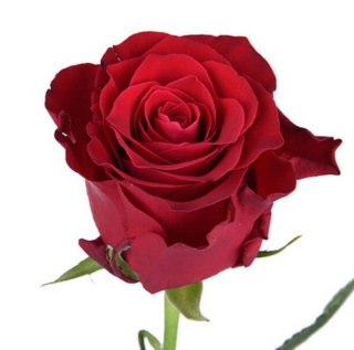 R Gr RHODOS 60cm - 26DM