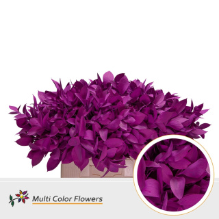 Ruscus Erica H% 60cm - D