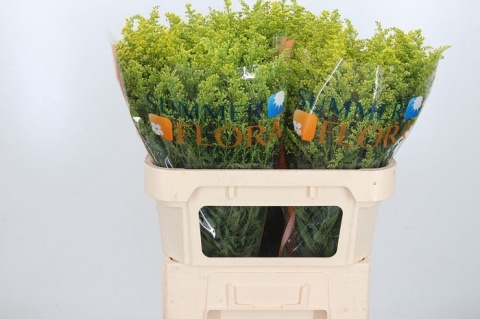 SOLIDAGO TARA 70cm - D