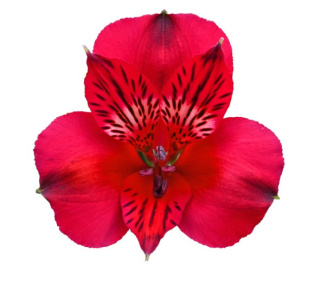 Alstroemeria czerwona Perfection 85cm - Kolumbia 26DM