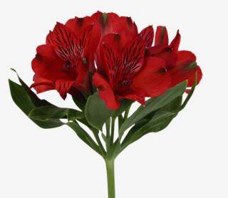 Alstroemeria czerwona Perfection 85cm - Kolumbia 26DM