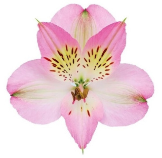 Alstroemeria jasny róż Perfection 85cm - Kolumbia 26DM