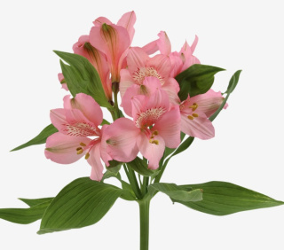 Alstroemeria jasny róż Perfection 85cm - Kolumbia 26DM