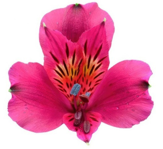 Alstroemeria róż Perfection 85cm - Kolumbia 26DM