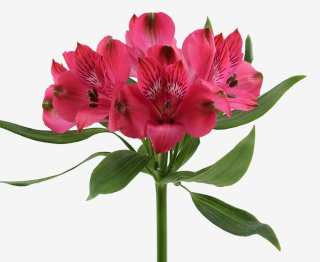Alstroemeria róż Perfection 85cm - Kolumbia 26DM