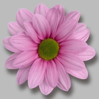 CHR T BALLERINA PINK 70cm - D