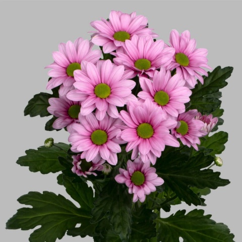CHR T BALLERINA PINK 70cm - D