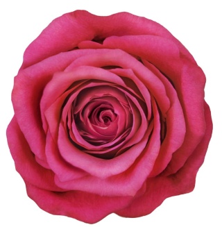 Ecuador - R Cherry Oh 50cm