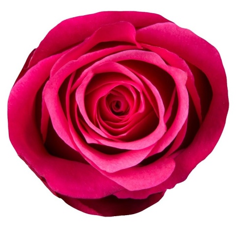 Ecuador - R Cherry Oh 40cm