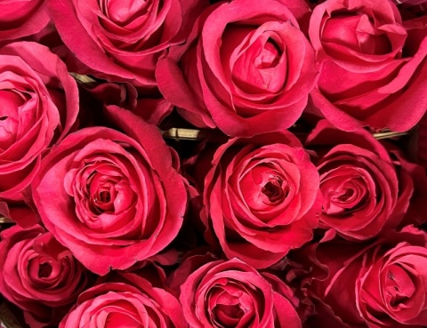 Ecuador - R Cherry Oh 40cm