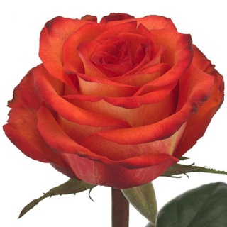 Ecuador - R High & Orange Magic 60cm