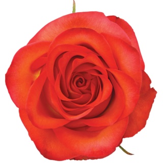 Ecuador - R High & Orange Magic 60cm