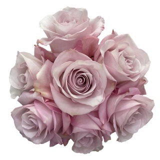 Ecuador - R Secret Garden 60cm