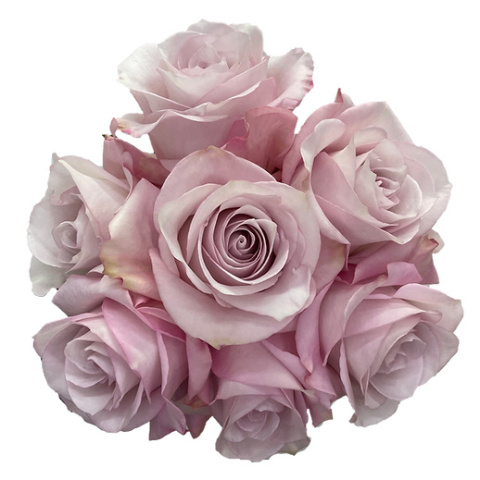 Ecuador - R Secret Garden 60cm