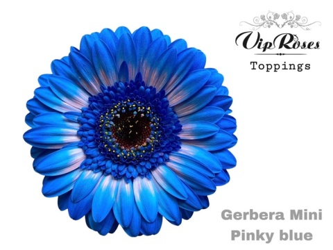 GE MI PINKY BLUE 50cm - D