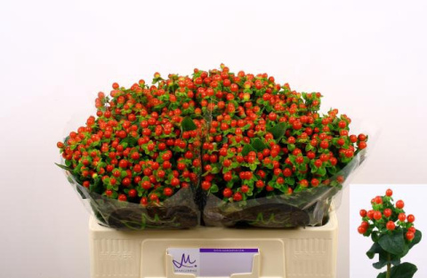 Hyp Tomato Flair 40cm - D