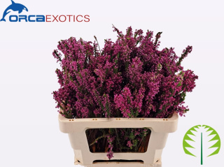 Erica OV 50cm - D
