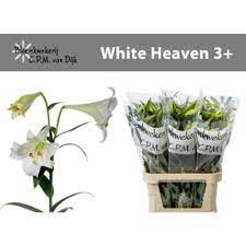 Li Lf White Heaven 3+ 90cm - D