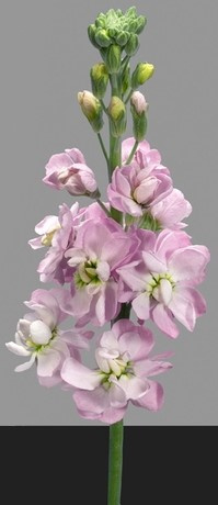MATTH FIGARO L ROSE 65cm - D