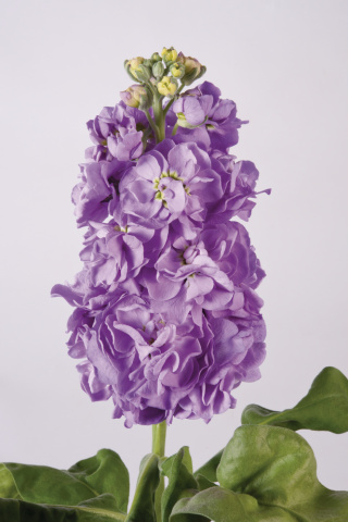MATTH FIGARO LAVENDE 65cm - D