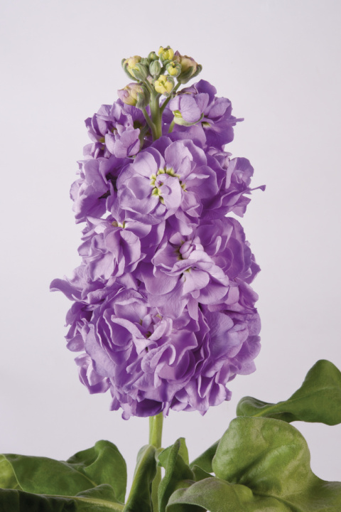 MATTH FIGARO LAVENDE 60cm - D