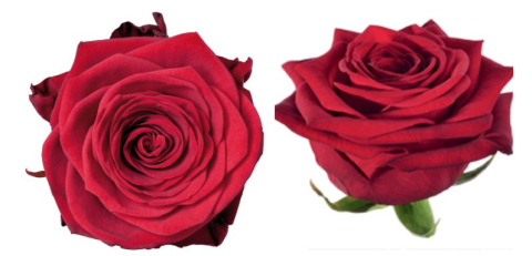 R GR RED NAOMI! 40cm - D