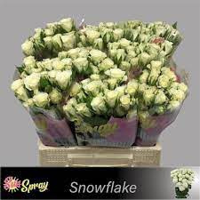 R TR SNOWFLAKE 40cm - D
