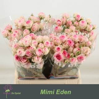 R TR MIMI EDEN 40cm - D