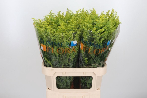 SOLIDAGO TARA 70cm - D